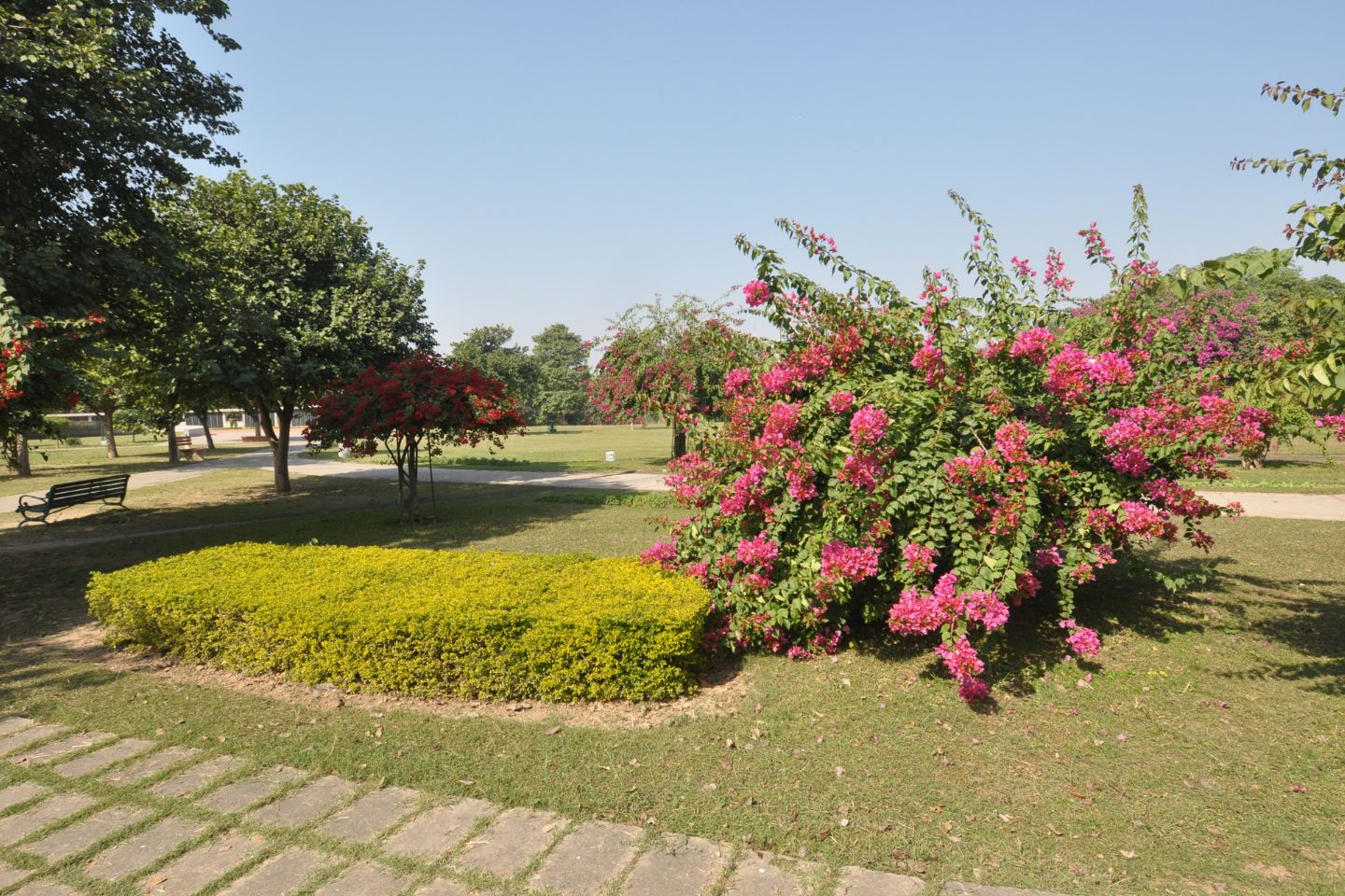 Bougainvillea Garden Chandigarh