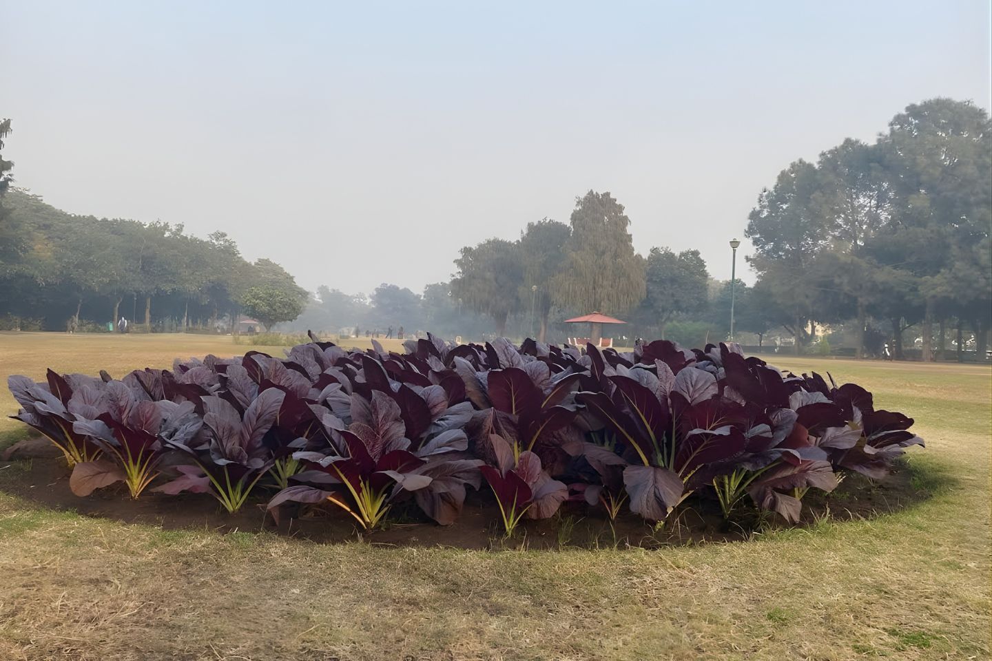 Garden of Fragrance Chandigarh