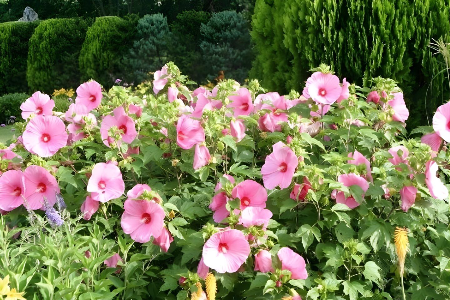 Hibiscus Garden Chandigarh 